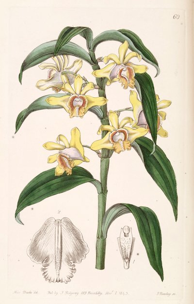 Dendrobium ruckeri door Miss Drake